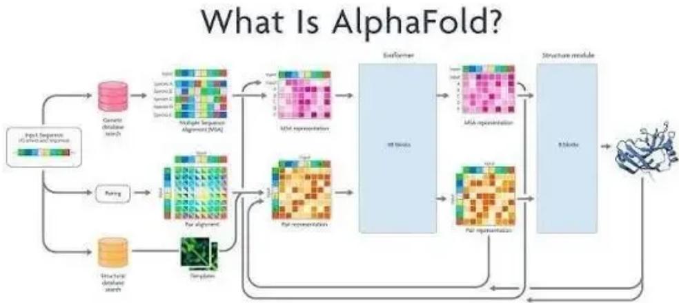 AlphaFold 从序列到蛋白质结构的预测流程